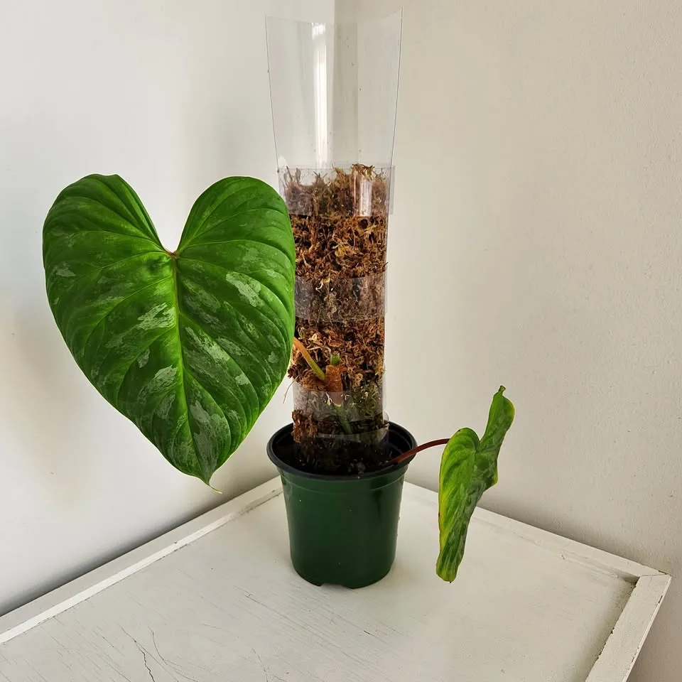 Philodendron Majestic on a moss pole 🥕