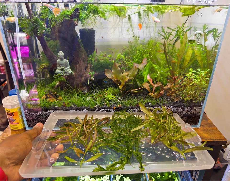 Aquarium plants