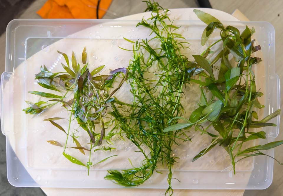 Aquarium plants - photo 2