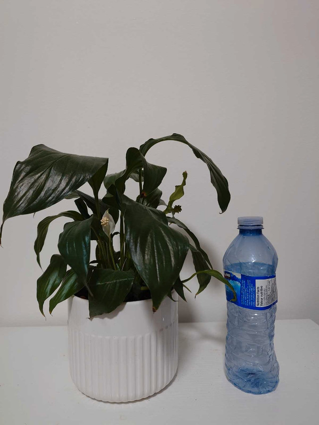 Peace Lily Plant (indoor, easy to take care)