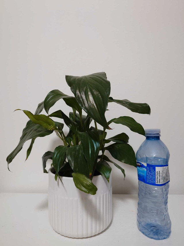 Peace Lily Plant (indoor, easy to take care) - photo 2