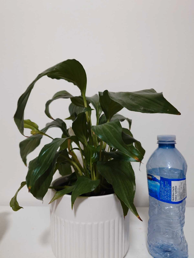Peace Lily Plant (indoor, easy to take care) - photo 3