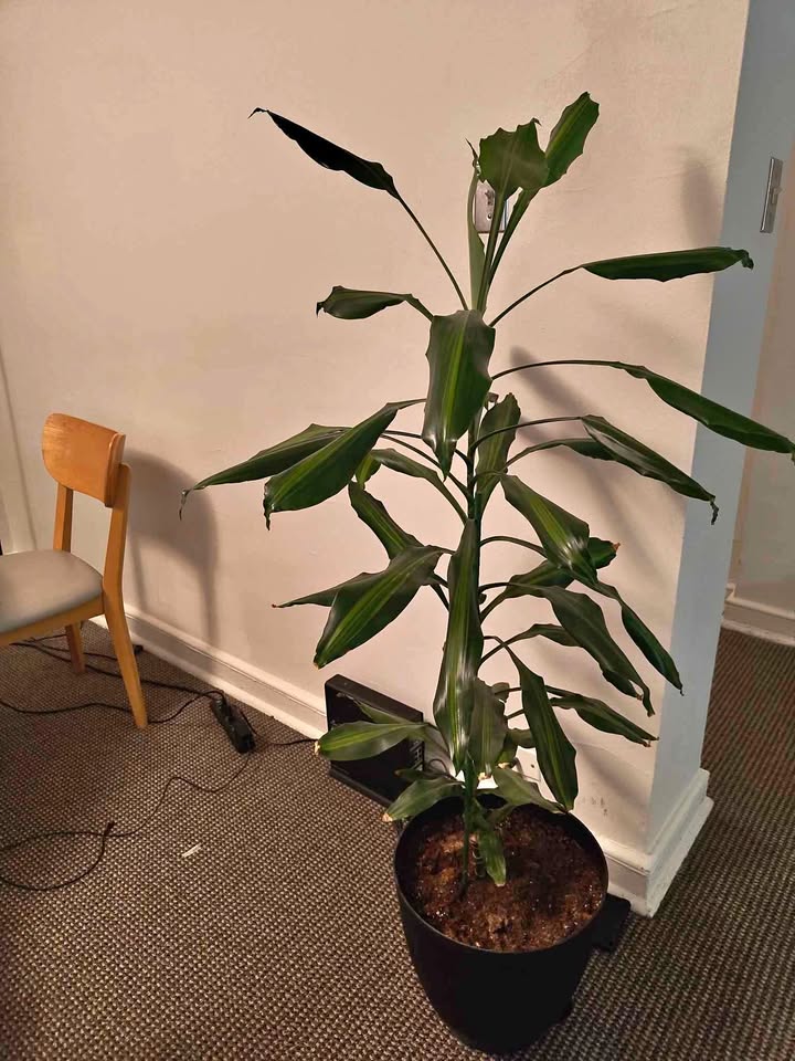 5 foot Dracaena plant