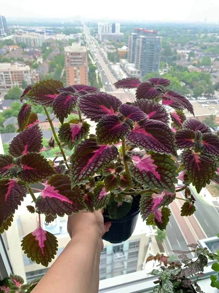 Coleus plants thumbnail