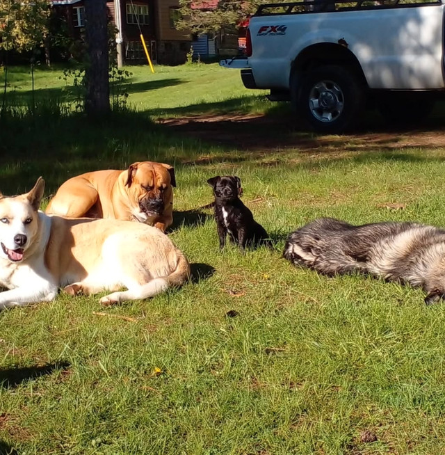 Dog walker starting at $18 - photo 3