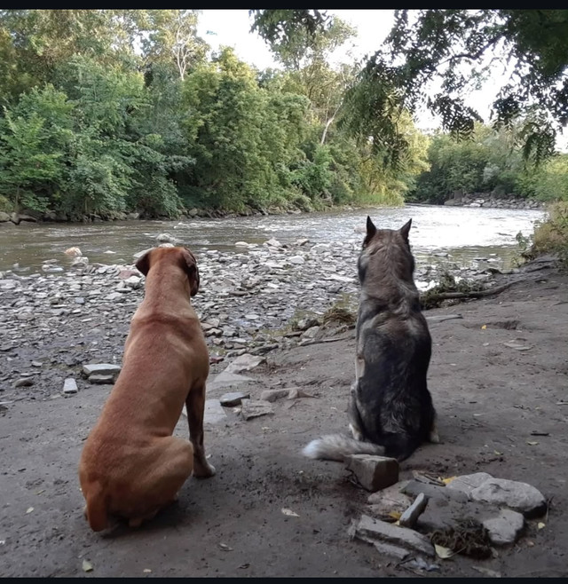 Dog walker starting at $18 - photo 4