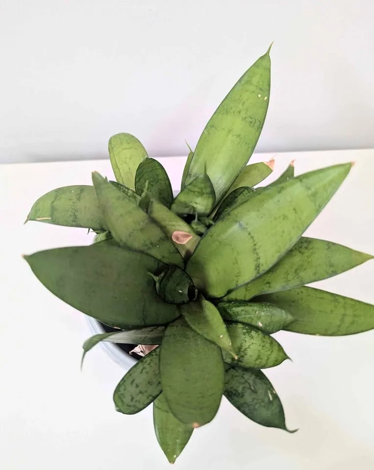 Snake Plant in Soil Free Medium thumbnail