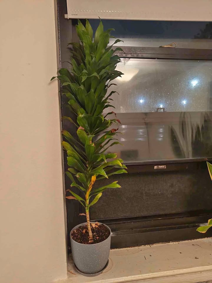 Dracaena plant, 3 foot tall, 7 inch pot