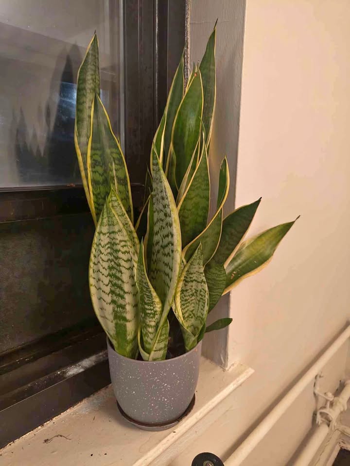 Snake plant - 2 foot tall, 7 inch pot