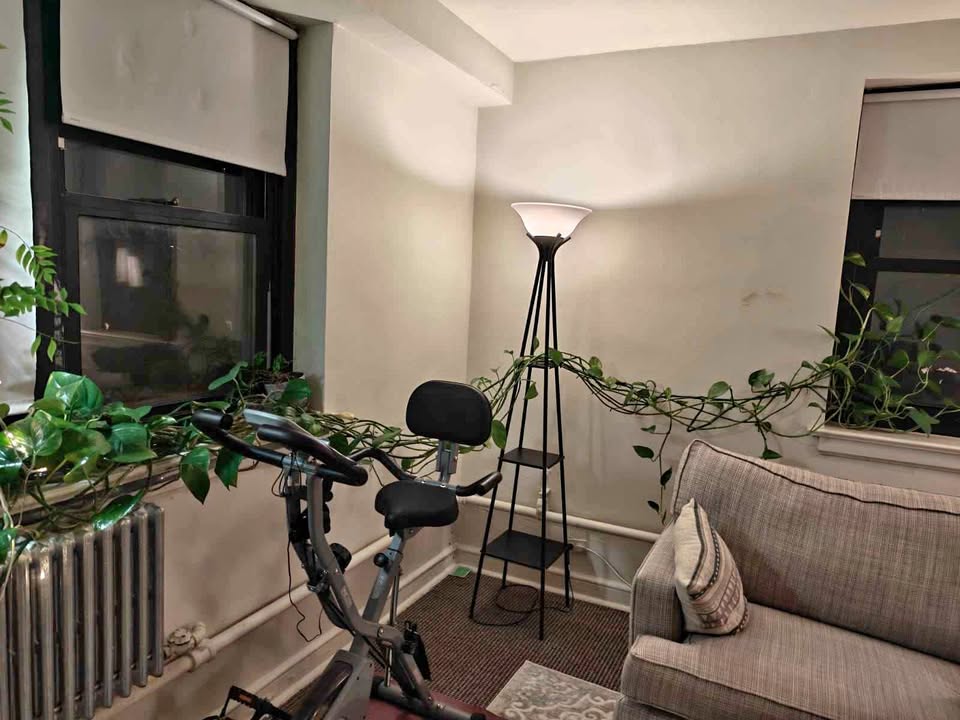 Ivy plant, 20 feet long, 14 inch pot - photo 2