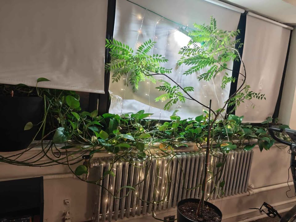 Ivy plant, 20 feet long, 14 inch pot