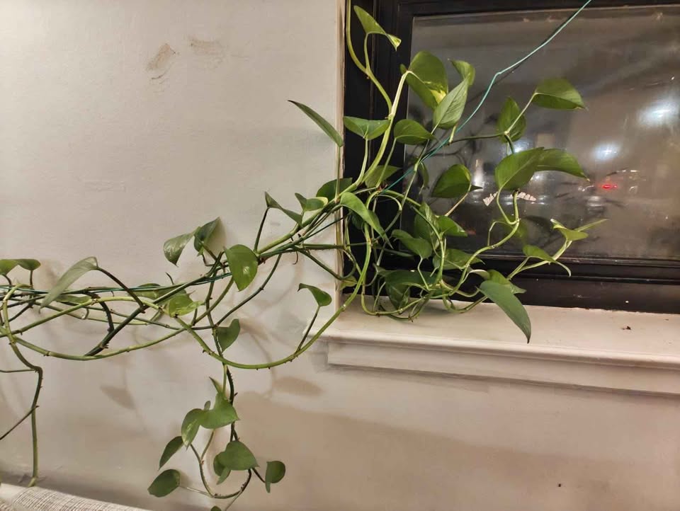 Ivy plant, 20 feet long, 14 inch pot - photo 3