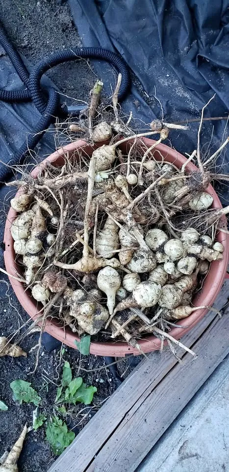 Jerusalem artichokes seedlings thumbnail