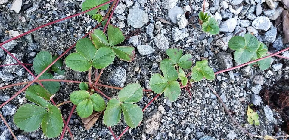 Free strawberry runoffs come get as many as you need. image indicator(2)