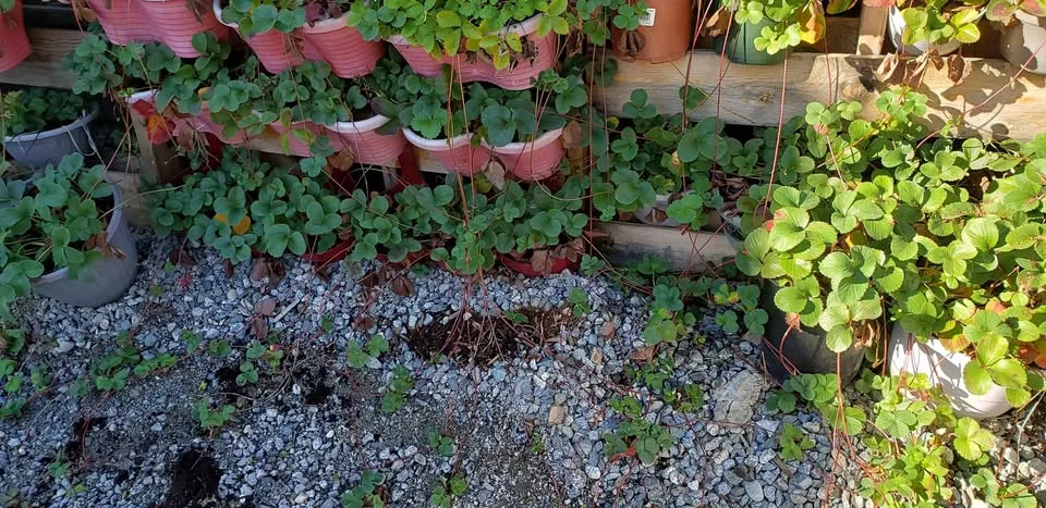 Free strawberry runoffs come get as many as you need. image indicator(3)