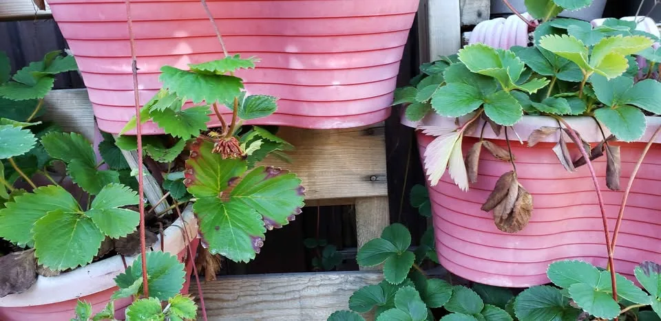 Free strawberry runoffs come get as many as you need. image indicator(4)