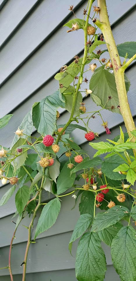 Late season raspberry plants