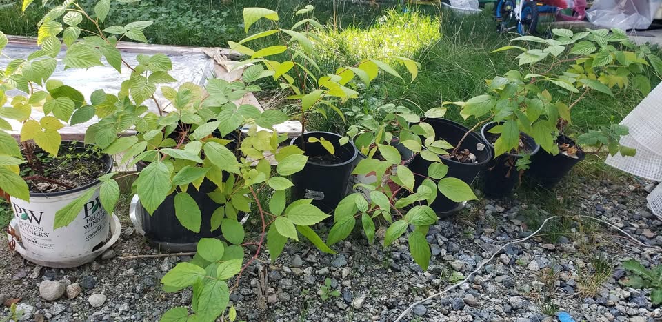 Late season raspberry plants - photo 2