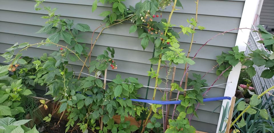Late season raspberry plants - photo 3