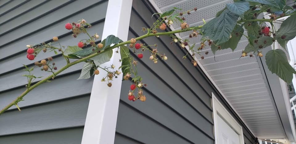 Late season raspberry plants - photo 4