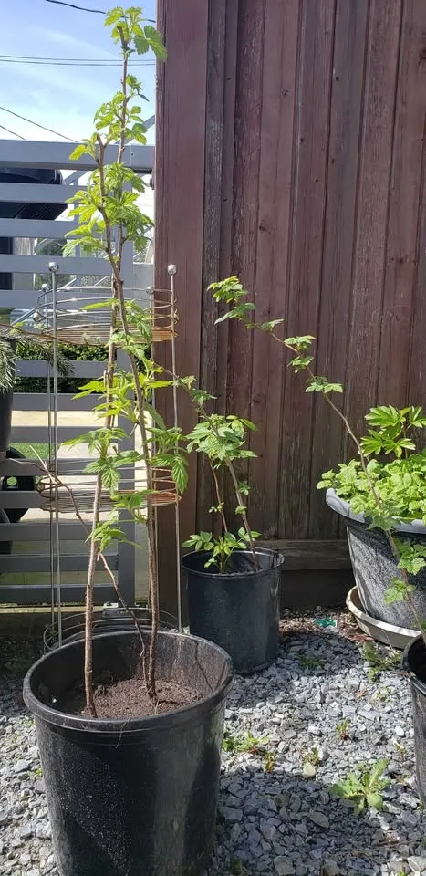 Raspberry image indicator(2)