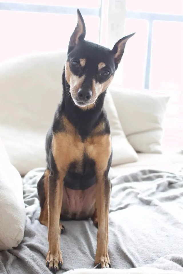 Canon Rebel T5i with accessories image indicator(8)