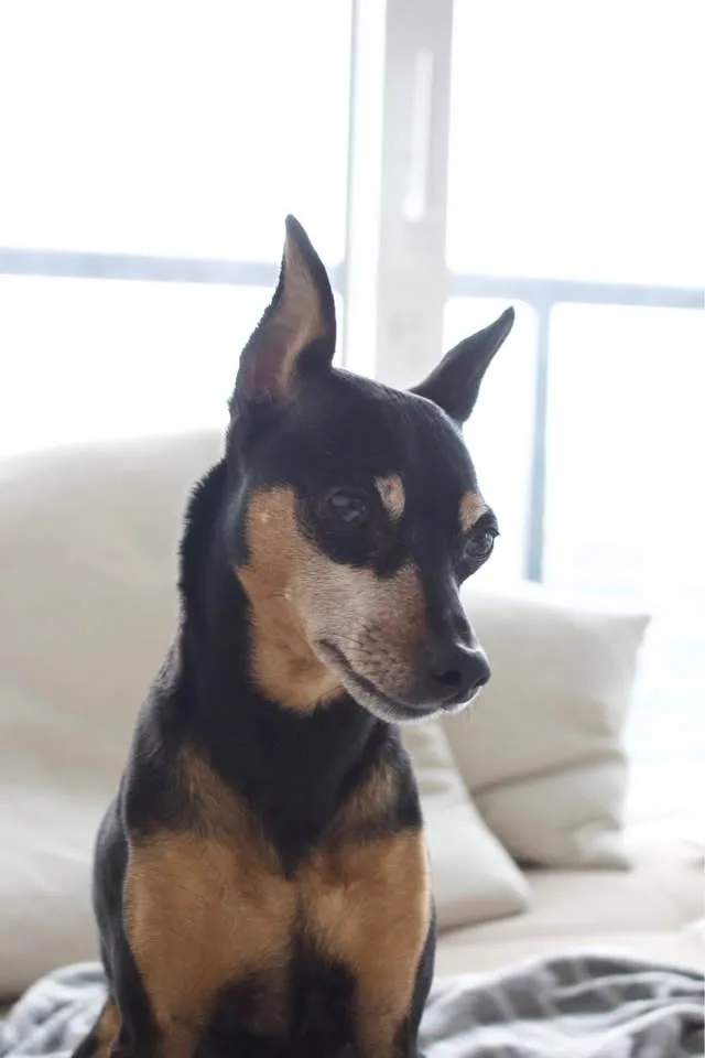 Canon Rebel T5i with accessories image indicator(9)