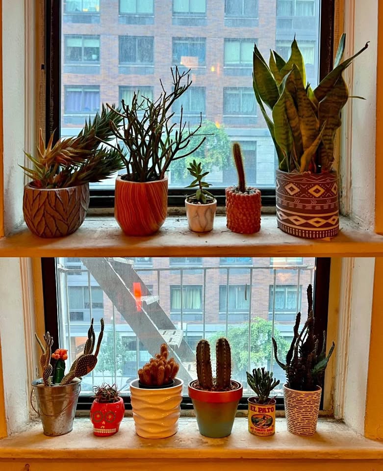 11 Cactus & Succulent Plants – Pots Included (Full Collection)