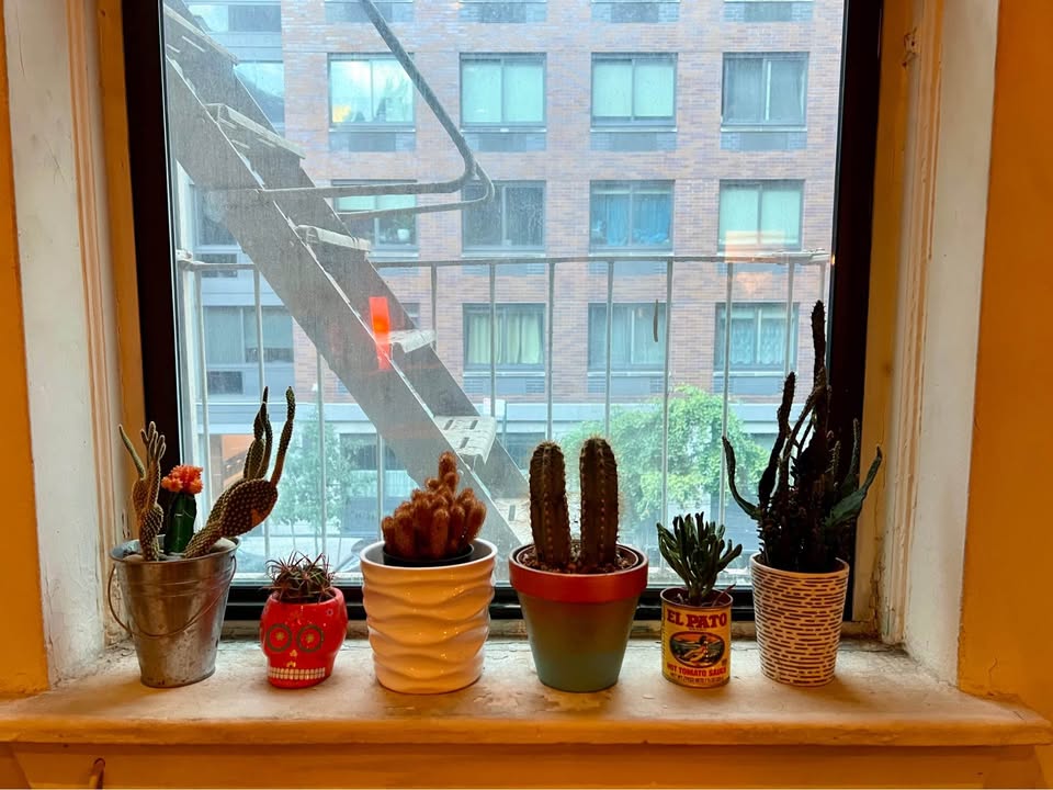 11 Cactus & Succulent Plants – Pots Included (Full Collection) - photo 2
