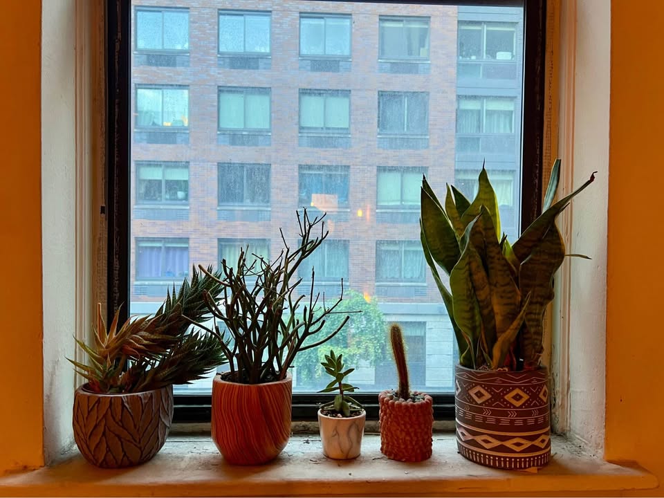 11 Cactus & Succulent Plants – Pots Included (Full Collection) - photo 3