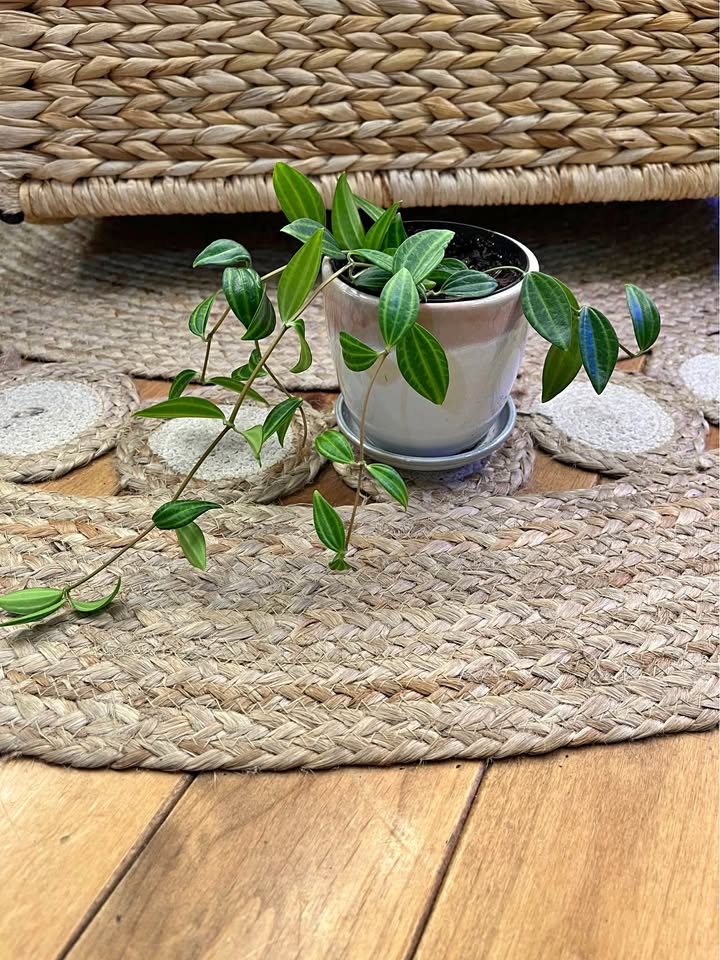 Peperomia Angulata in ceramic cover pot