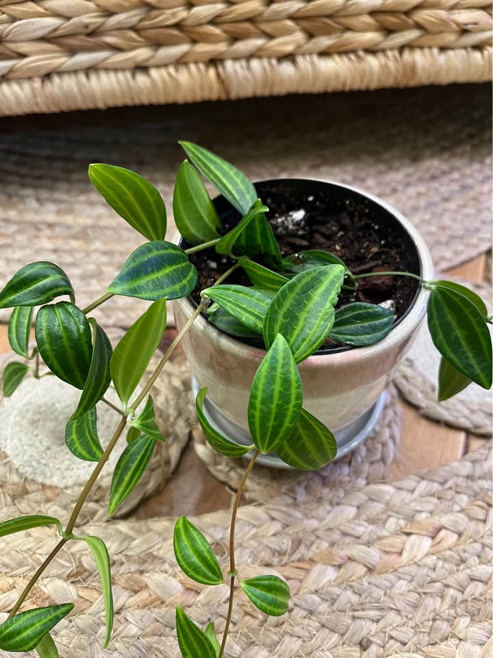 Peperomia Angulata in ceramic cover pot - photo 2