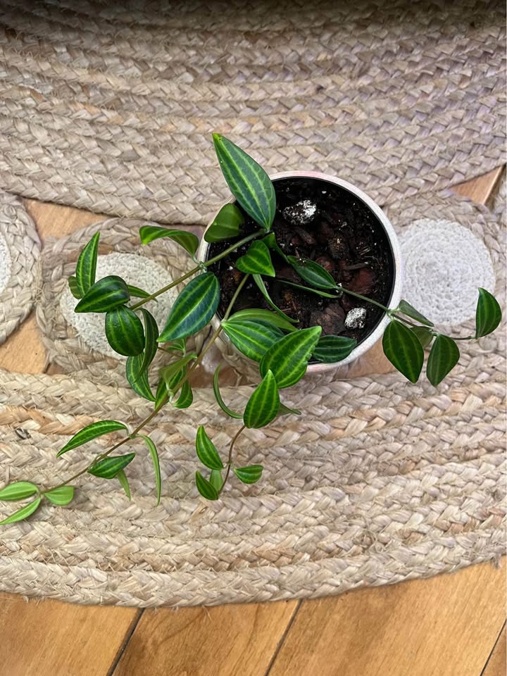 Peperomia Angulata in ceramic cover pot - photo 3