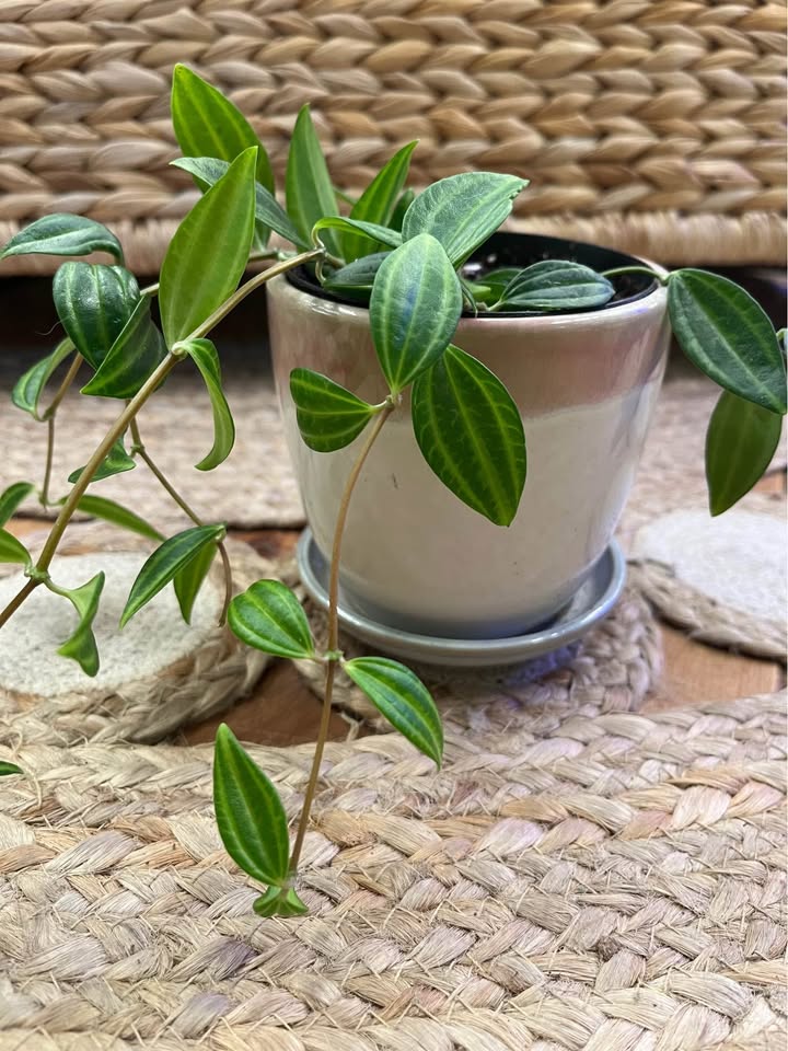 Peperomia Angulata in ceramic cover pot - photo 4