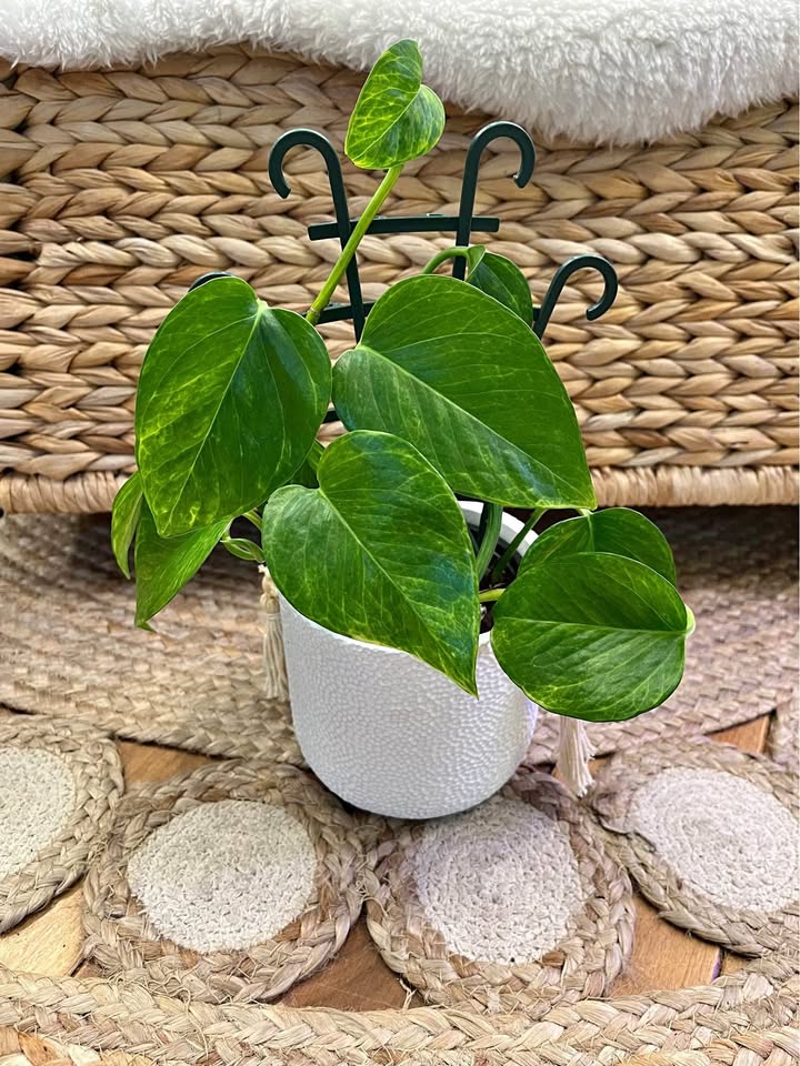 Neon Queen Pothos in Boho Cover Pot