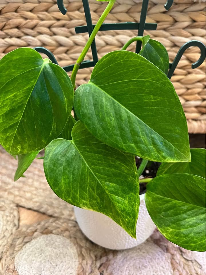 Neon Queen Pothos in Boho Cover Pot - photo 2