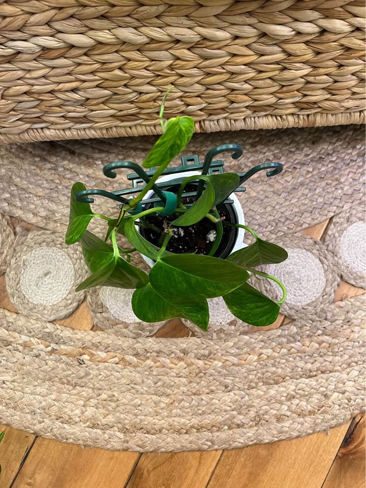 Neon Queen Pothos in Boho Cover Pot - photo 3