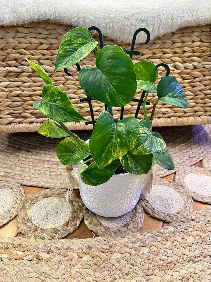 Marble Queen Pothos in Boho Ceramic Cover Pot