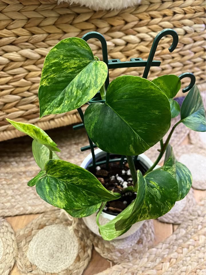 Marble Queen Pothos in Boho Ceramic Cover Pot - photo 2