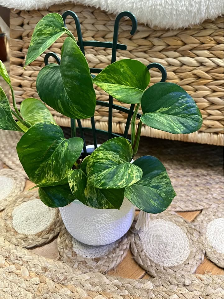 Marble Queen Pothos in Boho Ceramic Cover Pot - photo 3