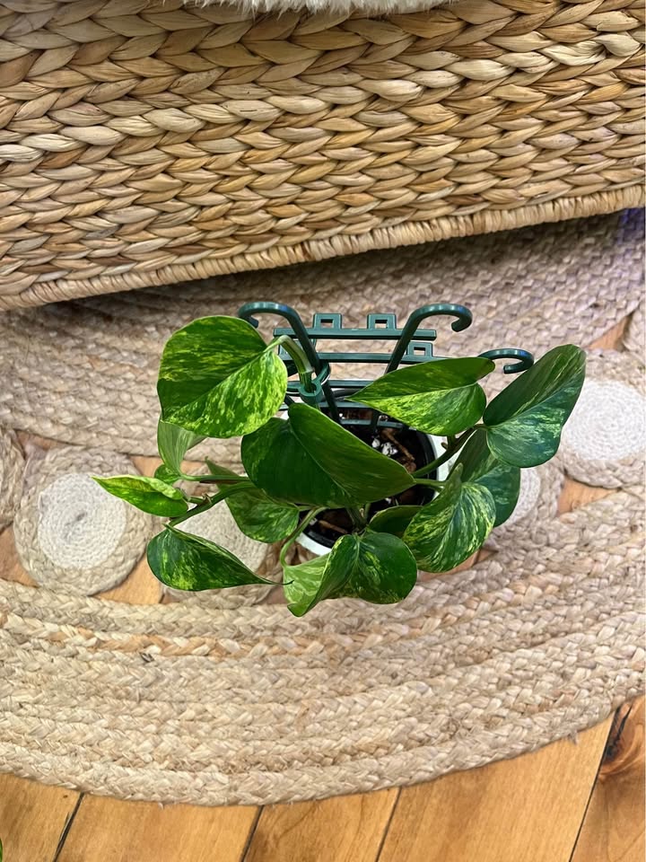 Marble Queen Pothos in Boho Ceramic Cover Pot - photo 4