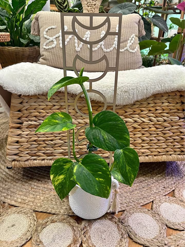 Hawaiian Pothos on Moon Phase Trellis