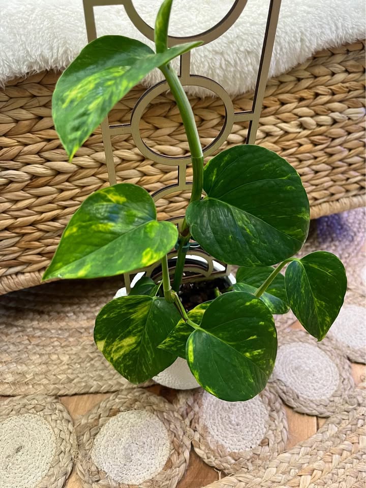 Hawaiian Pothos on Moon Phase Trellis - photo 2