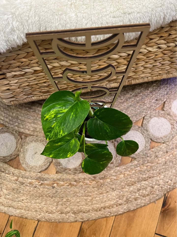 Hawaiian Pothos on Moon Phase Trellis - photo 3
