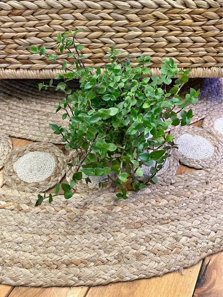 Bolivian Turtle Vine in White Cover Pot
