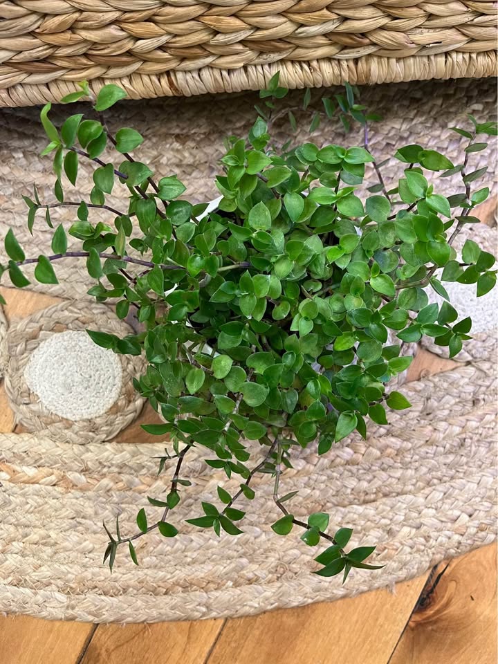 Bolivian Turtle Vine in White Cover Pot - photo 2