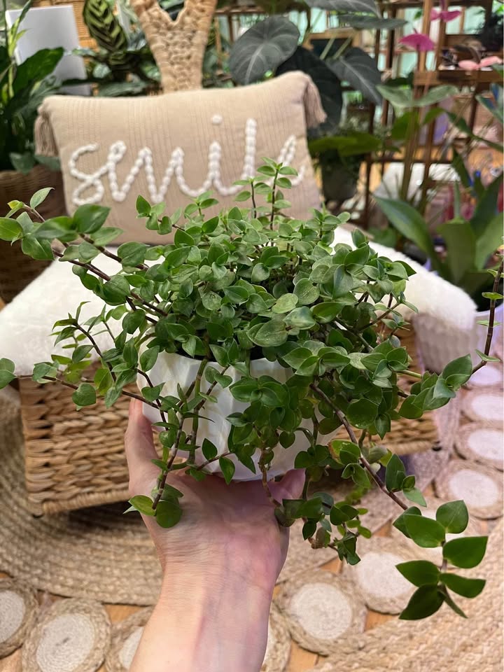 Bolivian Turtle Vine in White Cover Pot - photo 3