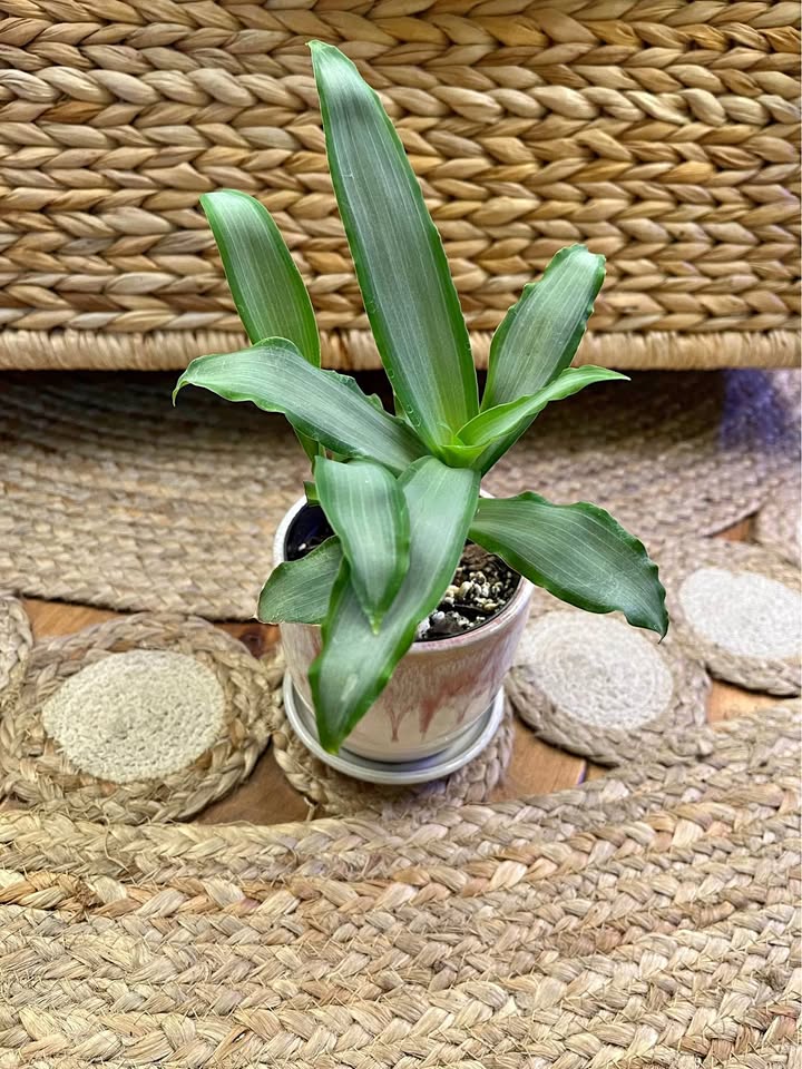Tradescantia Silver with Ceramic Cover Pot
