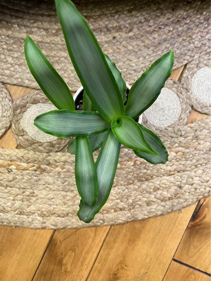 Tradescantia Silver with Ceramic Cover Pot - photo 2