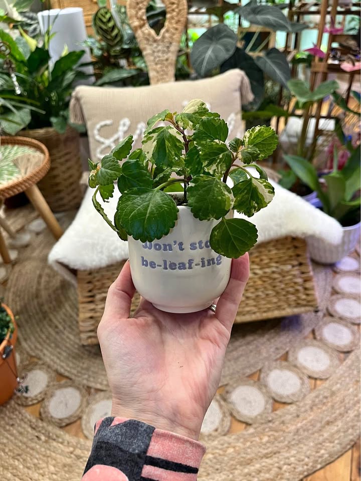 White Edged Swedish Ivy in ceramic pot
